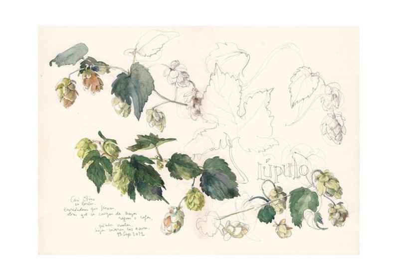 794x561 hop flower beer plant print watercolor drawing green plant etsy - Hop Drawing