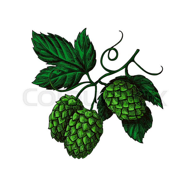 800x800 hop plant vector drawing illustration stock vector colourbox - Hop Drawing