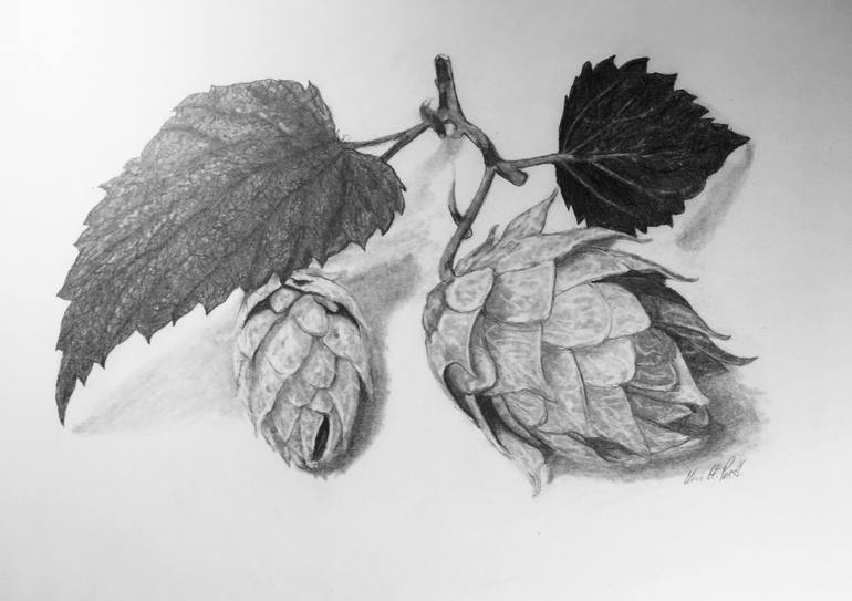 770x543 hops drawing - Hop Drawing
