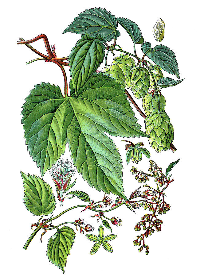 651x900 humulus lupulus, common hop or hop drawing - Hop Drawing