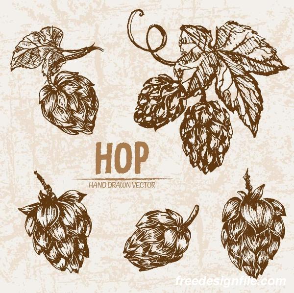 600x598 hop hand drawing retor vector free download - Hop Drawing