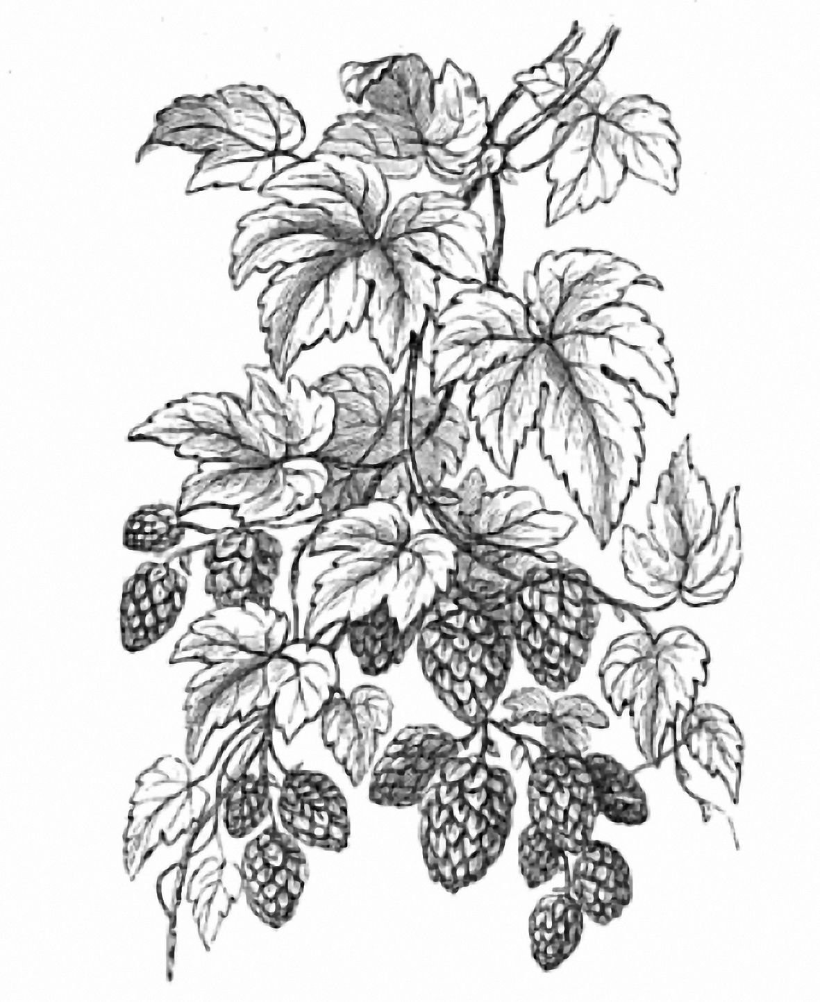 1181x1443 hop line drawing artsy fartsy hop tattoo, hops vine, tattoos - Hop Drawing