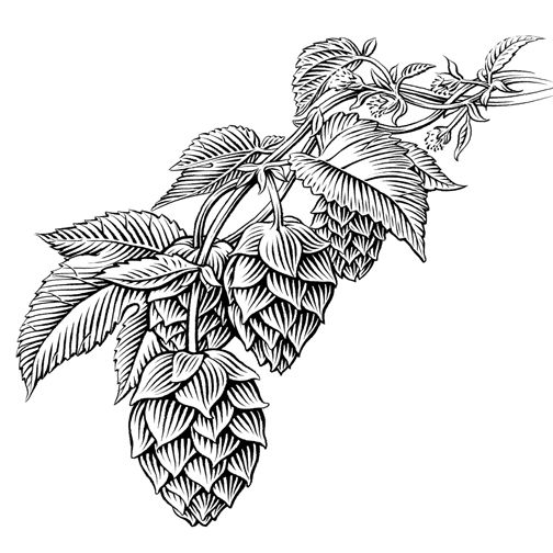 504x504 pen and ink food and beverage beer hops beer ink illustrations - Hop Drawing