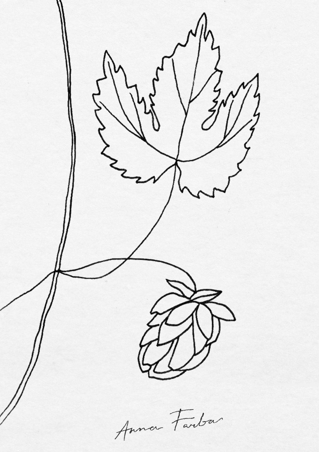 1109x1574 Botanical Sketchbook - Hop Drawing
