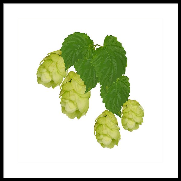 600x600 branch of hop leaves isolate without shadow drawing framed print - Hop Drawing