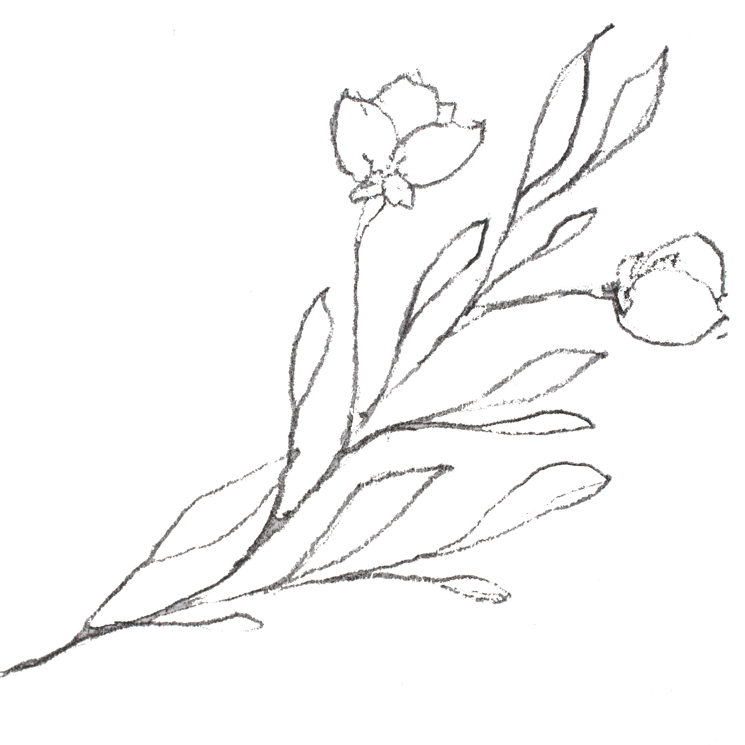 2601x2601 bud drawing hop transparent png clipart free download - Hop Flower Drawing