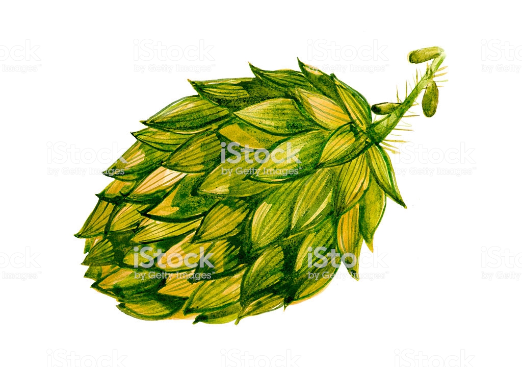 1024x719 collection of 'hop drawing' download more than images of 'hop - Hop Flower Drawing
