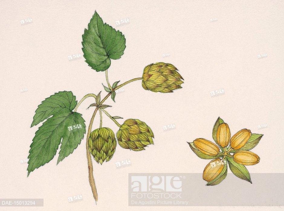 940x700 common hop female inflorescence and male flower - Hop Flower Drawing