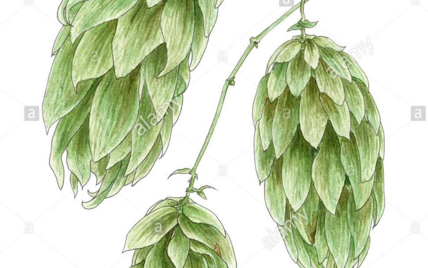 1368x855 hop flower drawing gardening flower and vegetables - Hop Flower Drawing
