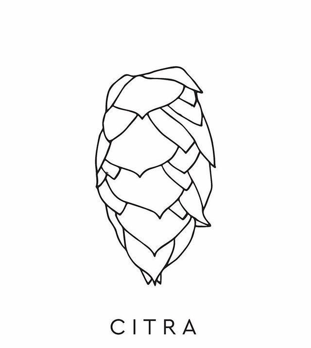 640x716 hop drawing for free download - Hop Flower Drawing