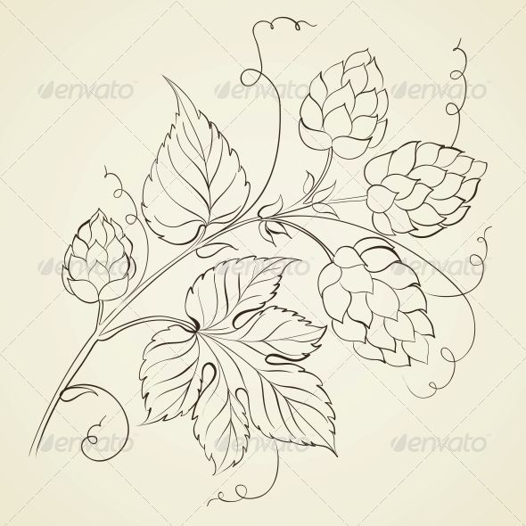 590x590 hop with leaves - Hop Flower Drawing