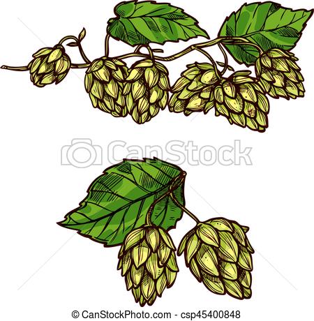 450x460 hops plant branches, flowers and vector cones hops flower branch - Hop Flower Drawing