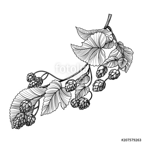 500x500 oktoberfest hop, craft beer brewery emblem happy oktoberfest - Hop Flower Drawing