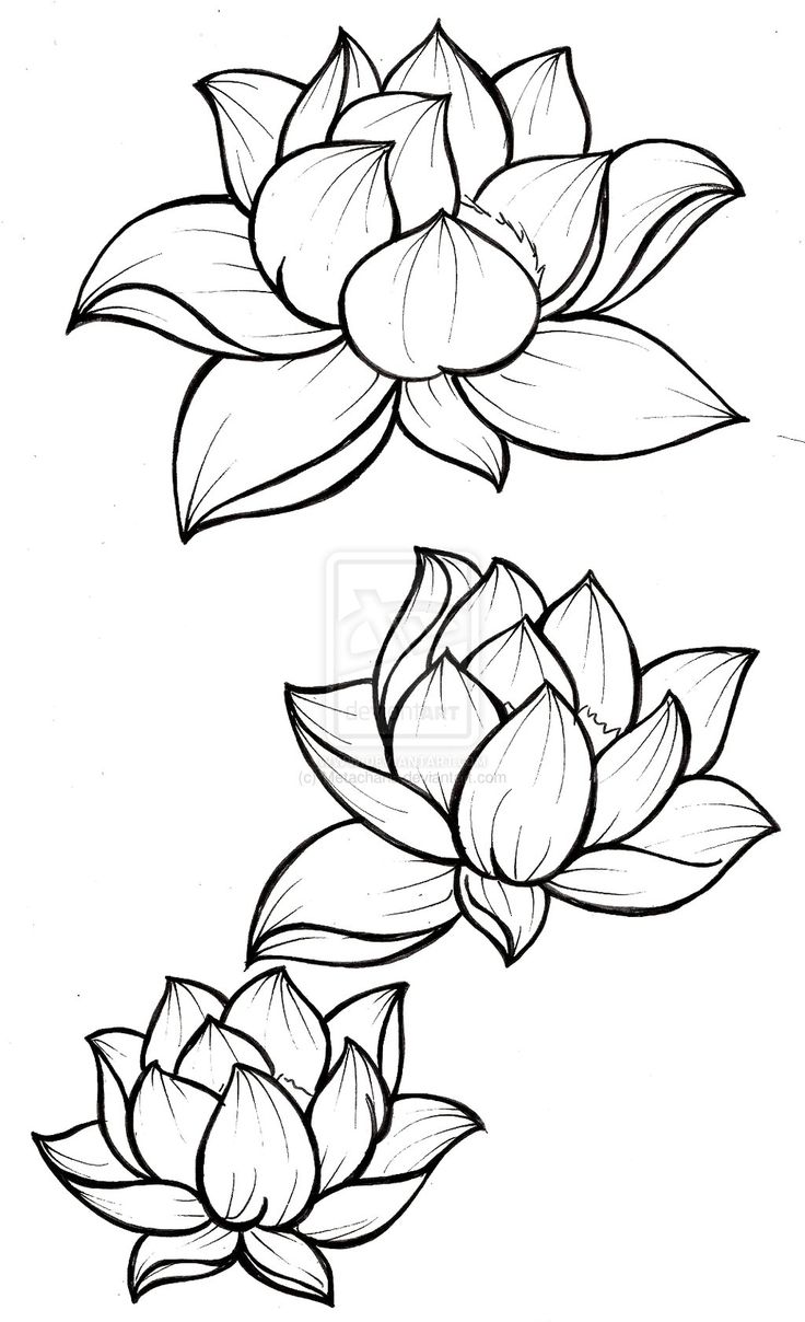 736x1208 Photos Drawings Of Flowers And Faces - Hop Flower Drawing