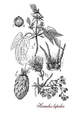 272x400 vintage print describing hop - Hop Flower Drawing