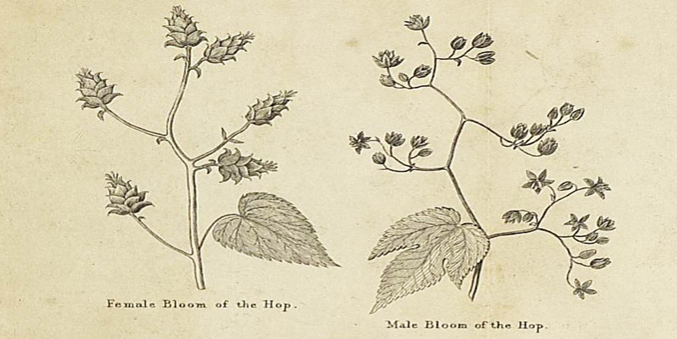 1360x683 hop plants black creek pioneer village - Hop Flower Drawing