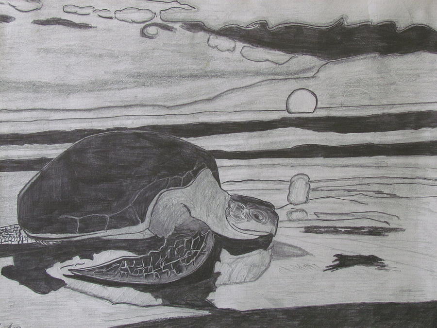 900x675 turtle in the horizon drawing - Horizon Drawing