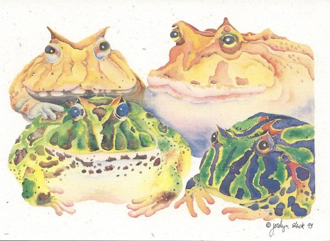 465x339 horned frogs notecard crane creek graphics - Horned Frog Drawing