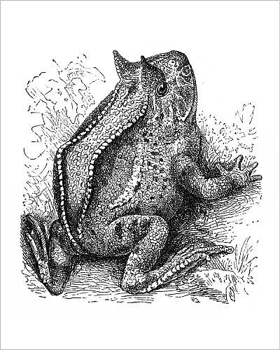 400x500 media storehouse print of surinam horned frog - Horned Frog Drawing