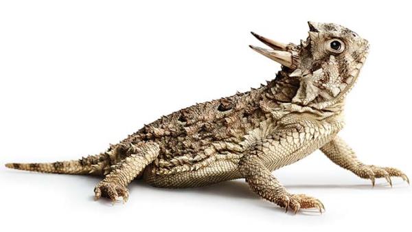 600x338 our toad to ruin texas monthly - Horned Frog Drawing