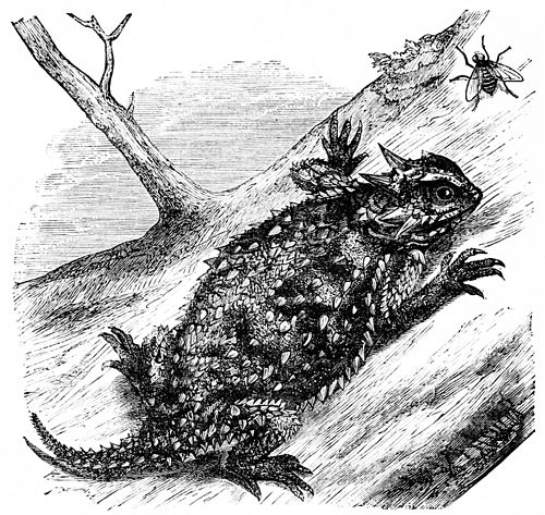 500x473 popular science monthlyvolume horned frog - Horned Frog Drawing