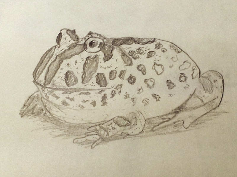 Horned Frog Drawing at PaintingValley.com | Explore collection of ...