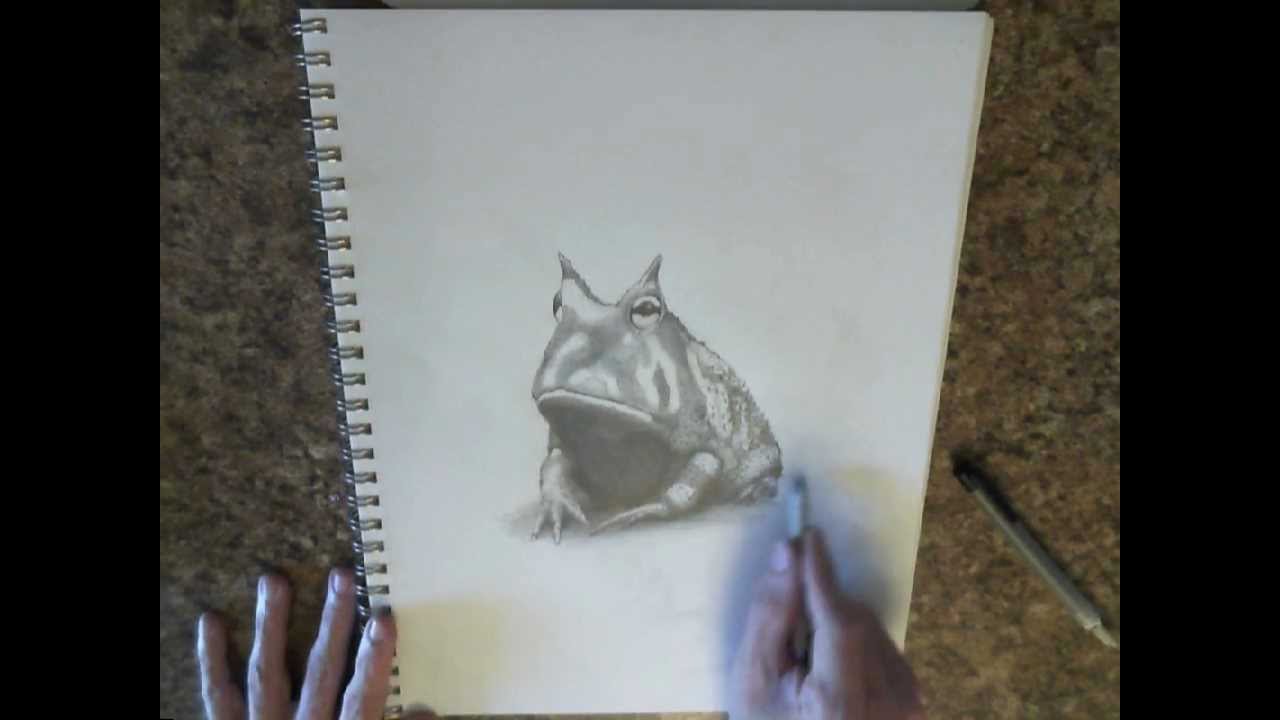 1280x720 Time Lapse Pencil Drawing Of A Frog - Horned Frog Drawing