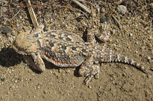 215x143 Desert Horned Lizard Drawing - Horned Lizard Drawing