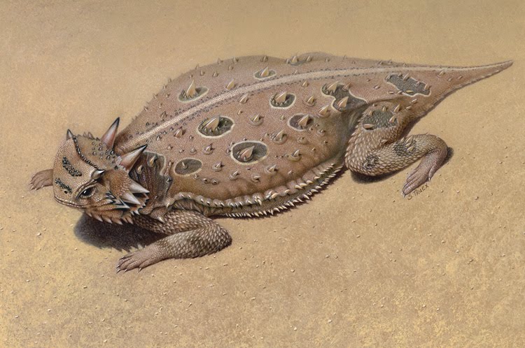 750x498 Drawings, Anatomy, And Other Obsessions Horned Lizard - Horned Lizard Drawing