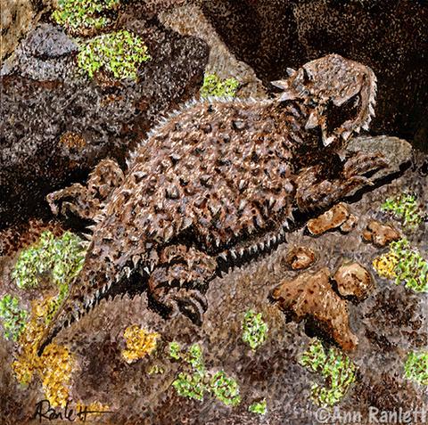480x477 Horned Lizard - Horned Lizard Drawing