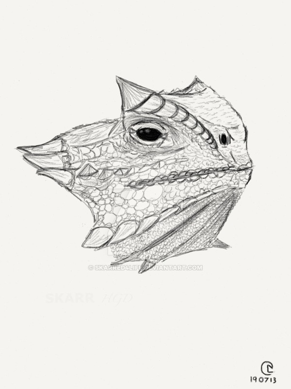Horned Lizard Drawing at Explore collection of