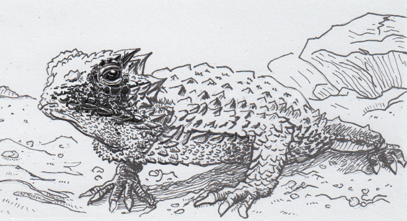799x434 horned lizards avoid being eaten - Horned Lizard Drawing