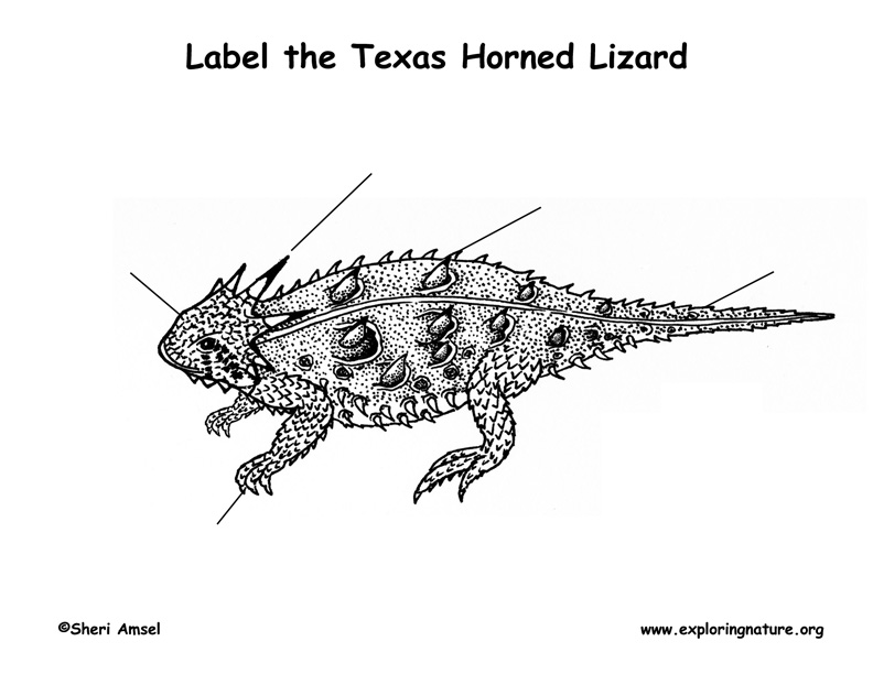 792x612 Lizard - Horned Lizard Drawing