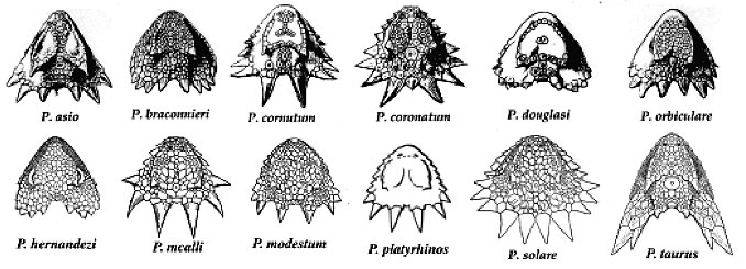 678x245 More About Some Of The Horned Lizard Species - Horned Lizard Drawing