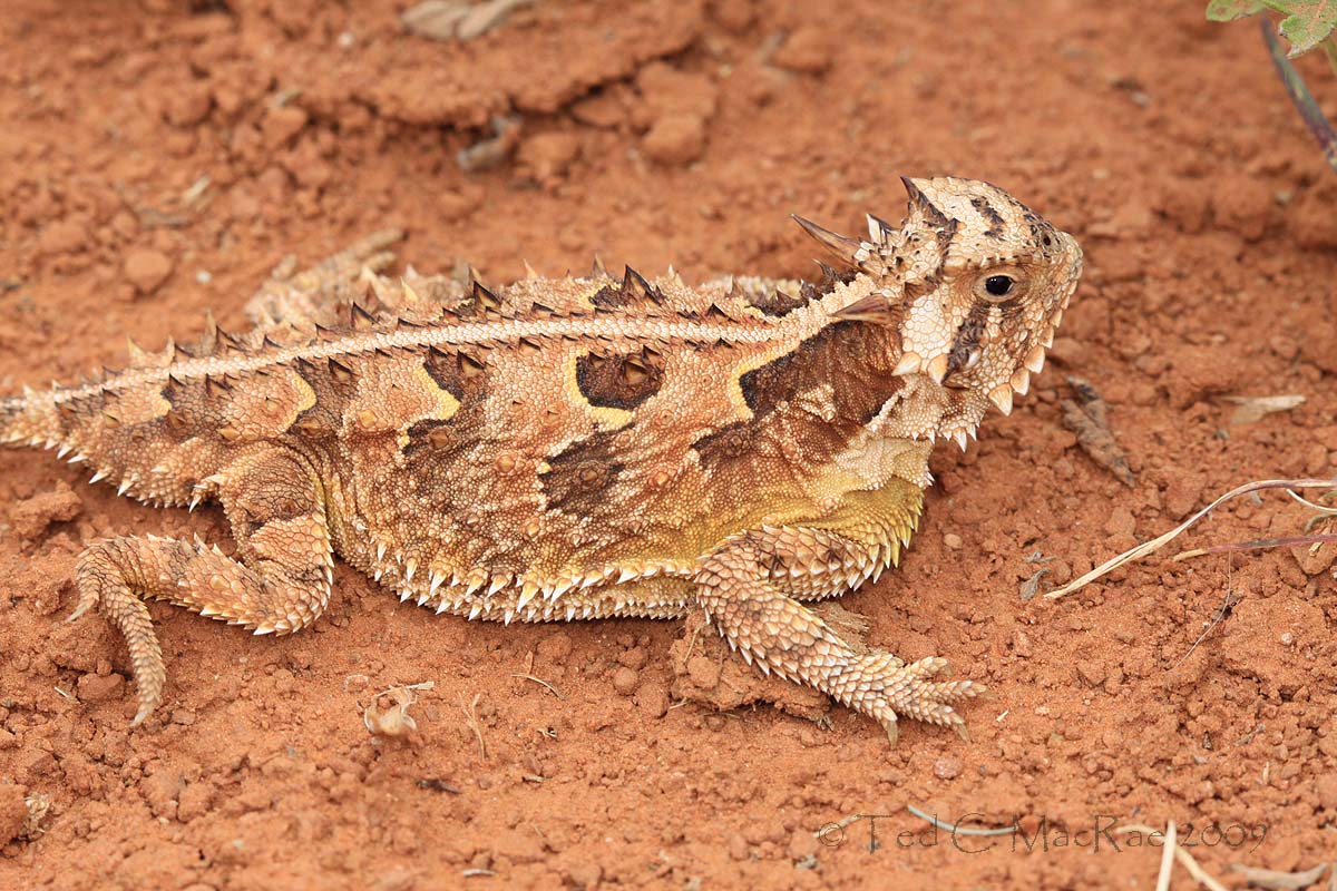 1200x800 north america's most bizarre lizard beetles in the bush - Horned Lizard Drawing