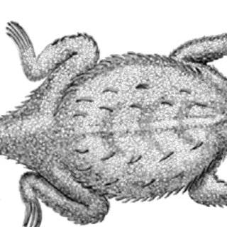 320x320 Pdf Visiting The Mexican Plateau Horned Lizard - Horned Lizard Drawing