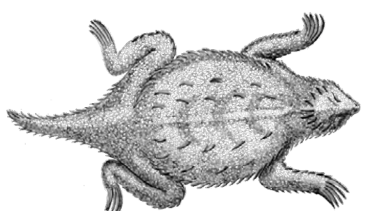 781x435 Redrawn From The Original Illustration Of A In Hernandez - Horned Lizard Drawing