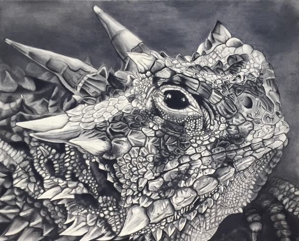 605x488 Texas Horned Lizard - Horned Lizard Drawing