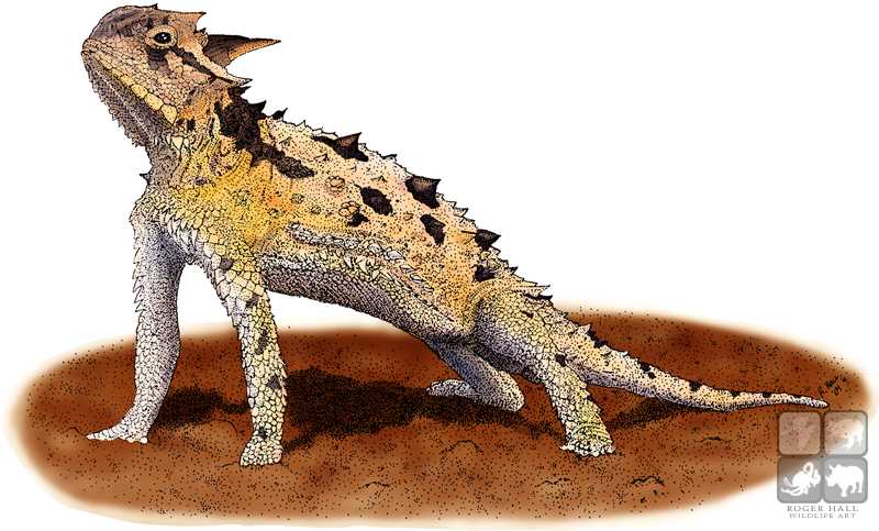 800x483 Texas Horned Lizard Stock Art Illustration - Horned Lizard Drawing