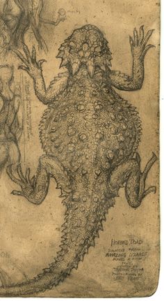 236x431 best tattoos images horned lizard, lizard tattoo, lizards - Horned Lizard Drawing