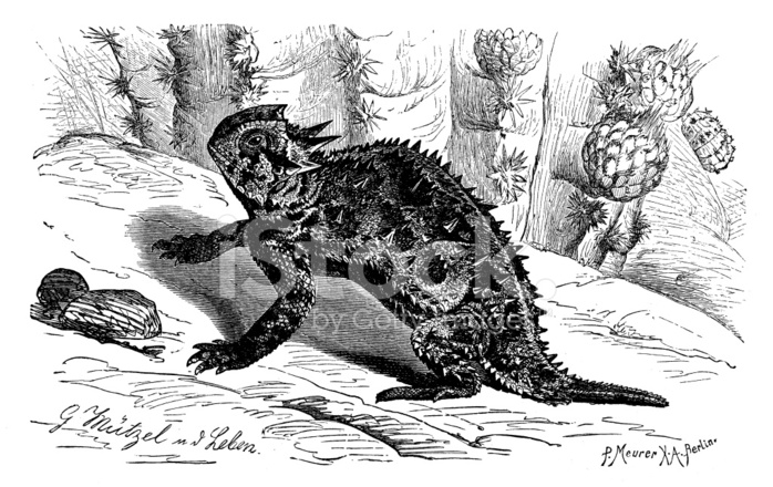 698x440 Antique Illustration Of Texas Horned Lizard - Horned Lizard Drawing