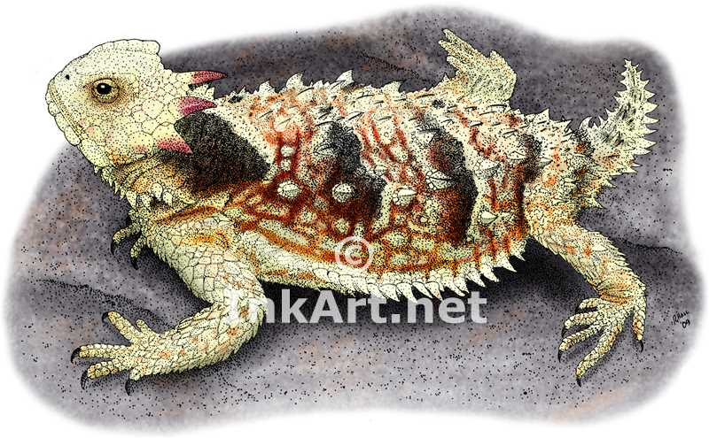 800x495 coastal horned lizard stock art illustration - Horned Lizard Drawing