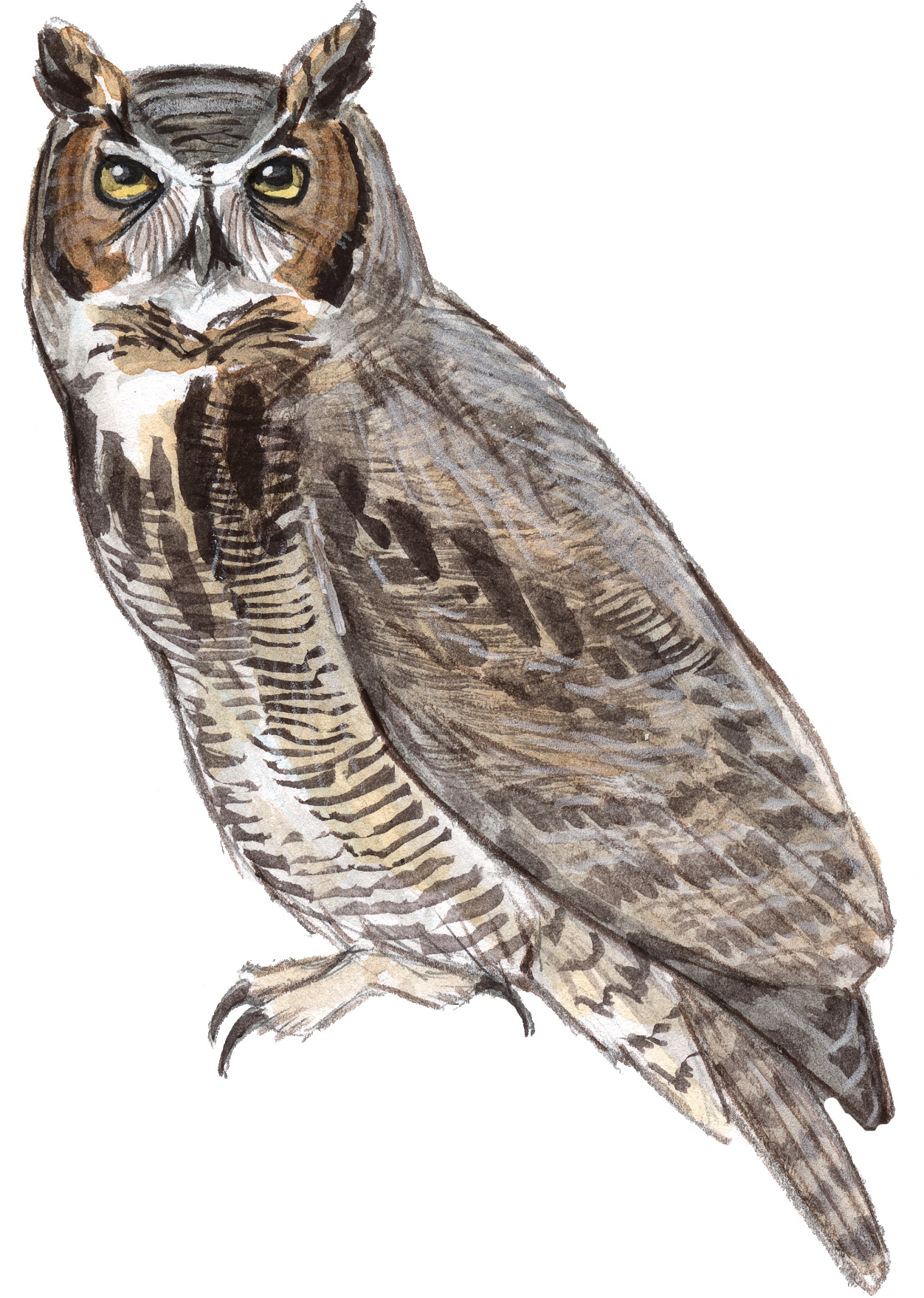 Horned Owl Drawing at PaintingValley.com | Explore collection of Horned ...