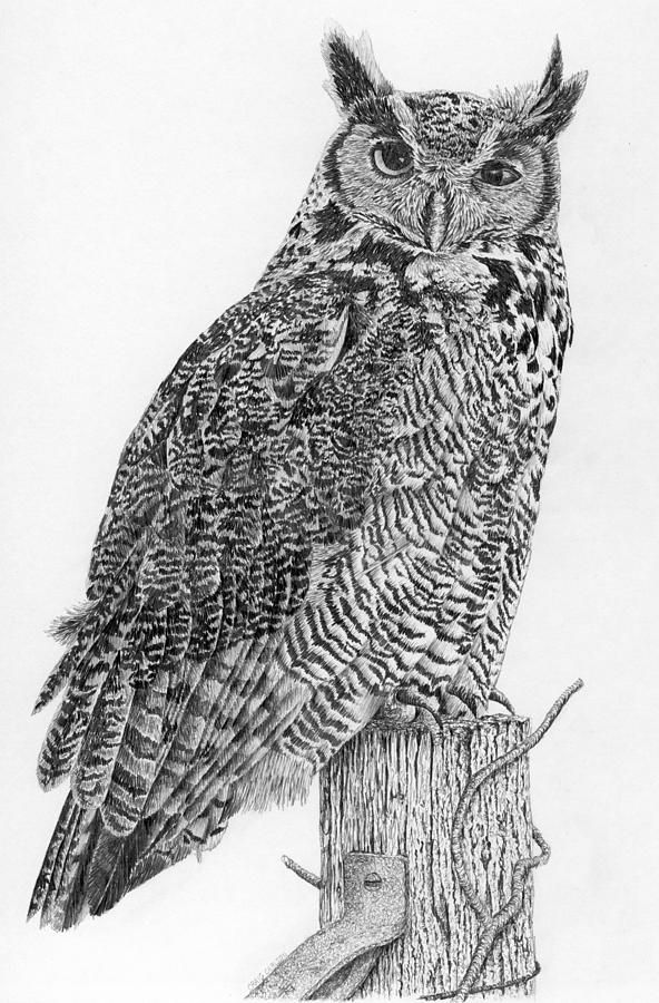592x900 Great Horned Owl - Horned Owl Drawing