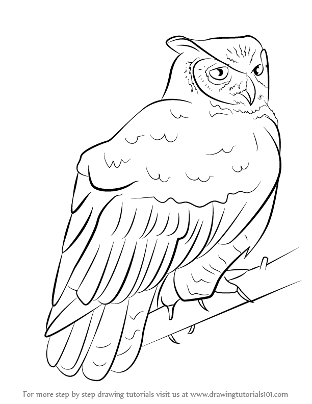 612x792 Learn How To Draw A Great Horned Owl - Horned Owl Drawing