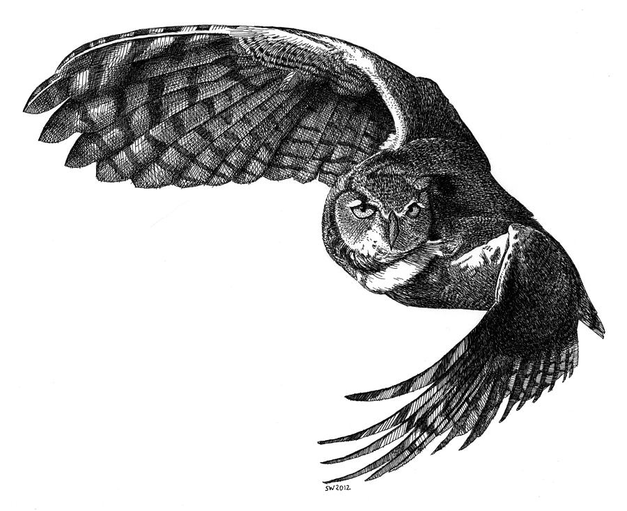 900x734 Flying Owl Drawing - Horned Owl Drawing