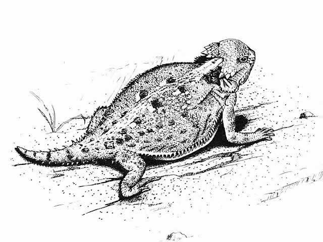 640x480 Canku Ota - Horned Toad Drawing