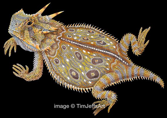 570x404 Horned Lizard Colored Pencil Drawing Products In Pencil - Horned Toad Drawing