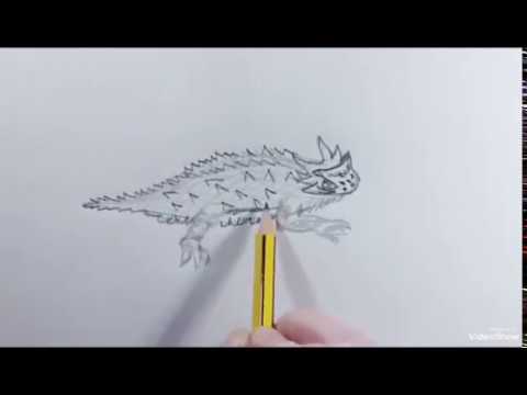 480x360 How To Draw A Horned Lizard - Horned Toad Drawing
