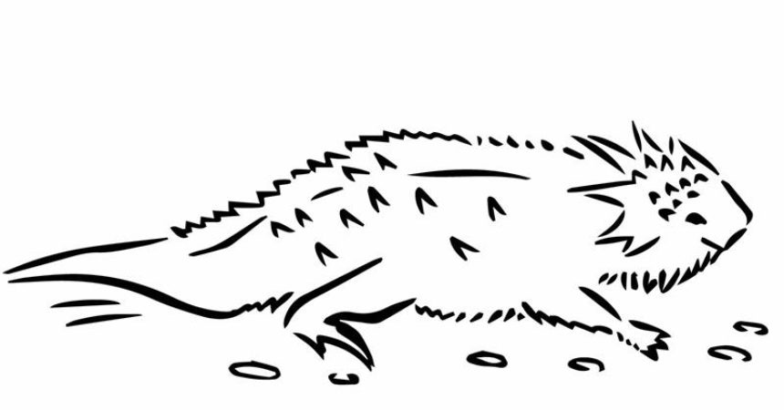 860x450 Lizard Clipart Horned Toad - Horned Toad Drawing